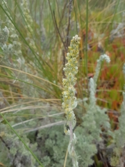 Artemisia pycnocephala