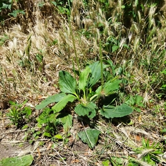 Plantago major