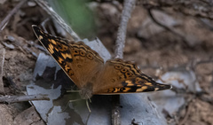 Junonia erigone