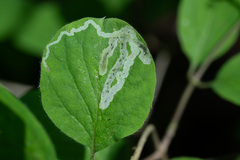 Aulagromyza cornigera