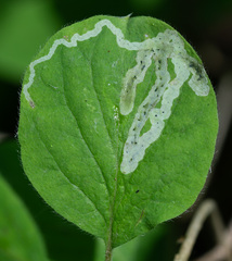 Aulagromyza cornigera
