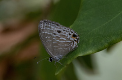 Jamides aratus