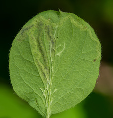 Aulagromyza cornigera