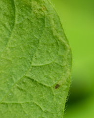 Aulagromyza cornigera