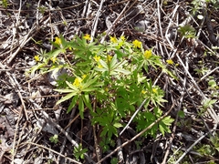 Anemonoides jenisseensis