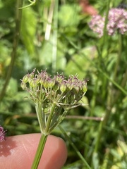 Mutellina purpurea