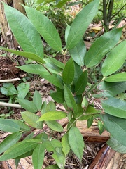 Plinia edulis