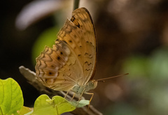 Phalanta phalantha