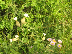 Behenantha