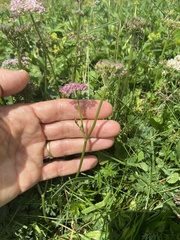 Mutellina purpurea