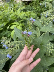 Symphytum caucasicum