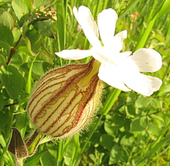 Behenantha