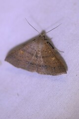 Hypenula cacuminalis