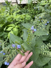 Symphytum caucasicum