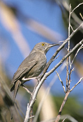 Toxostoma bendirei
