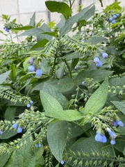 Symphytum caucasicum