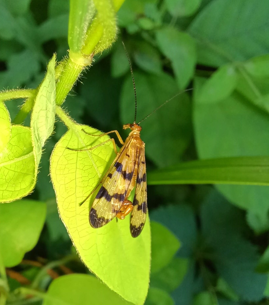 Helena's Scorpionfly