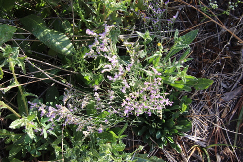 Image of Limonium ramosissimum by (c) Millie Basden, some rights reserved (CC BY)