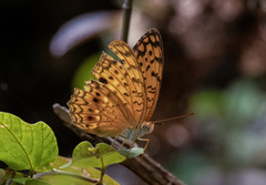 Phalanta phalantha