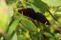 Erebus hieroglyphica