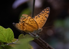 Phalanta phalantha