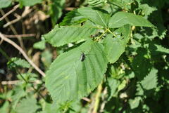 Agapanthia villosoviridescens