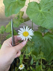 Leucanthemum vulgare