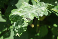 Agapanthia villosoviridescens