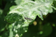Agapanthia villosoviridescens