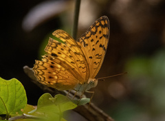 Phalanta phalantha