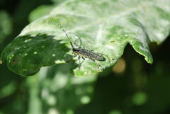 Agapanthia villosoviridescens