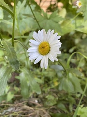 Leucanthemum vulgare