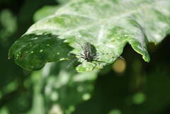 Agapanthia villosoviridescens