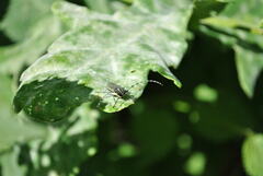 Agapanthia villosoviridescens