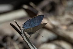 Catochrysops