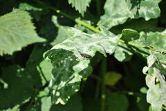 Agapanthia villosoviridescens