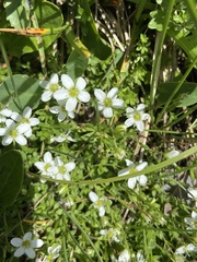 Arenaria biflora