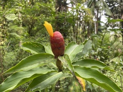 Costus wilsonii