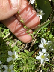 Arenaria biflora