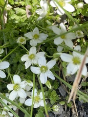 Arenaria biflora