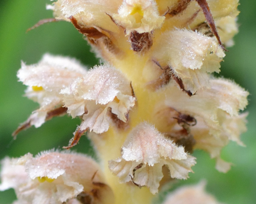 Image of Orobanche bartlingii by (c) Fyodor Pudovikov, some rights reserved (CC BY)