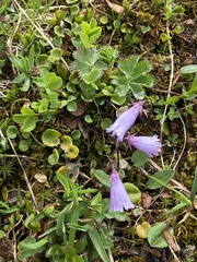 Soldanella pusilla