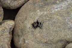 Bombus patagiatus