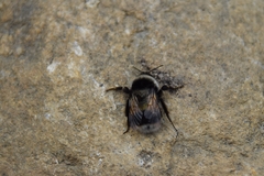 Bombus patagiatus