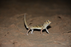 Teratoscincus bedriagai