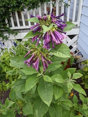 Iochroma