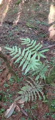 Pteris setulosocostulata