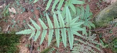 Pteris setulosocostulata