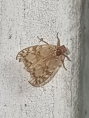 Bothriocera drakei