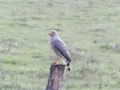 Rupornis magnirostris